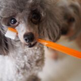 子犬用歯磨き粉のおすすめランキングBEST6【獣医師監修】やり方やいつからやるべきかにも回答