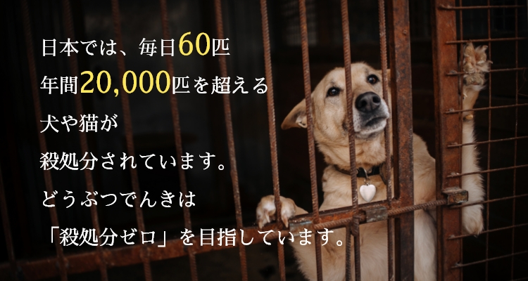 日本では、毎日60匹・年間20,000匹を超える犬や猫が殺処分されています。どうぶつでんきは「殺処分ゼロ」を目指しています